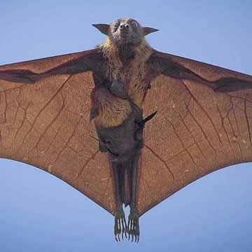 Mama bat and her baby flying